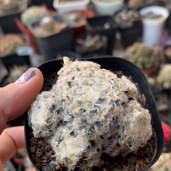 佛头明星一物一拍自根