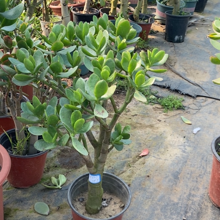 红边青玉一物一拍