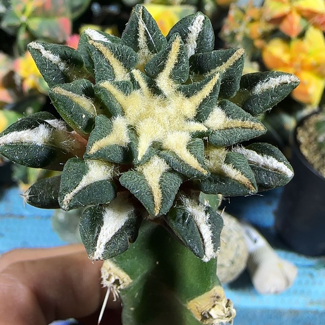 姬牡丹351仙人球开花