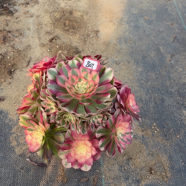 倾城807多肉植物法师