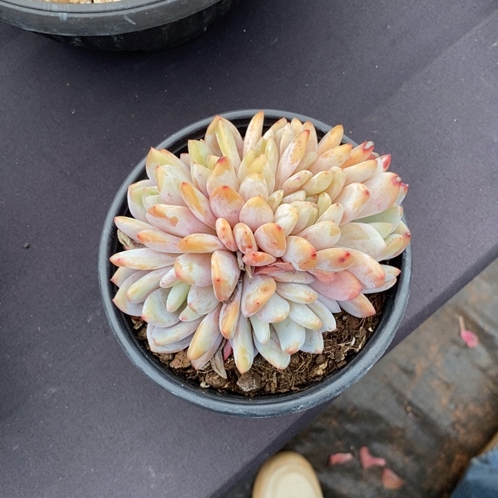 韩橙胸花带朵朵缀肉肉