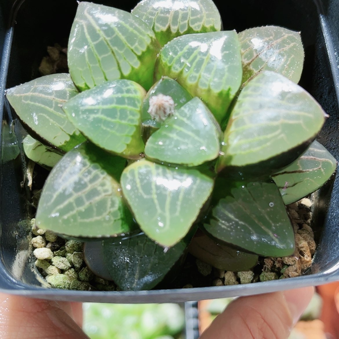 【闪购商品】日月潭