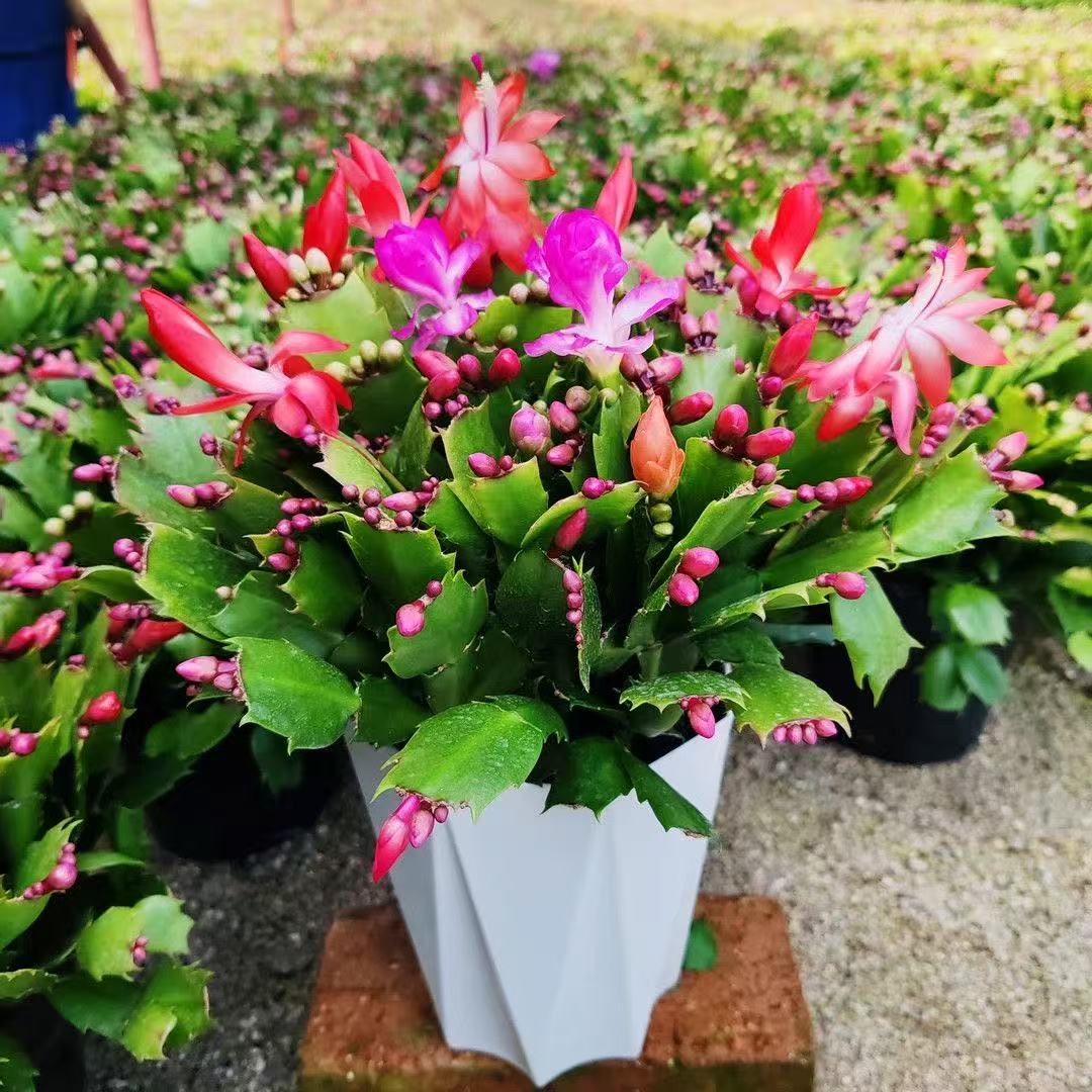 多色蟹爪兰花苗盆栽带花苞好养耐活四季开花适合桌面摆放