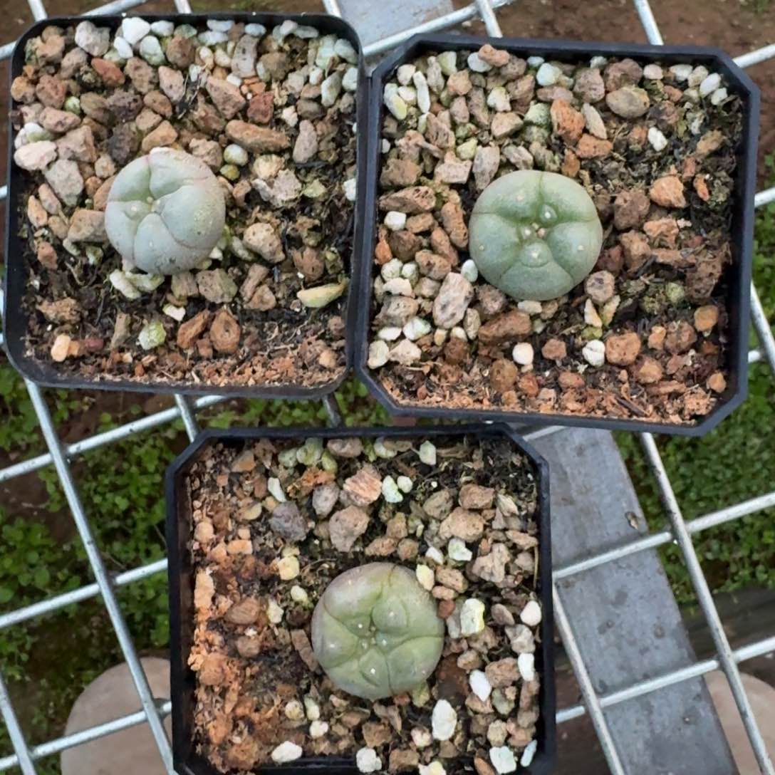 海鲜多肉一物一拍植物