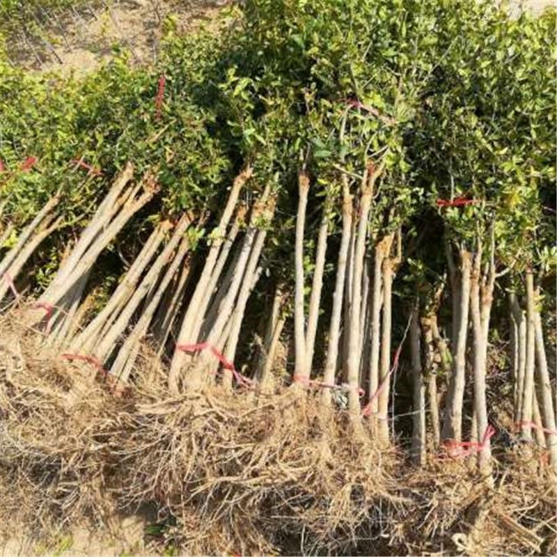 石榴树苗 盆栽地栽 南北方均可种植