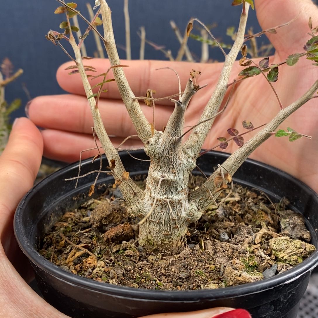 尼勒达乳香实生小苗