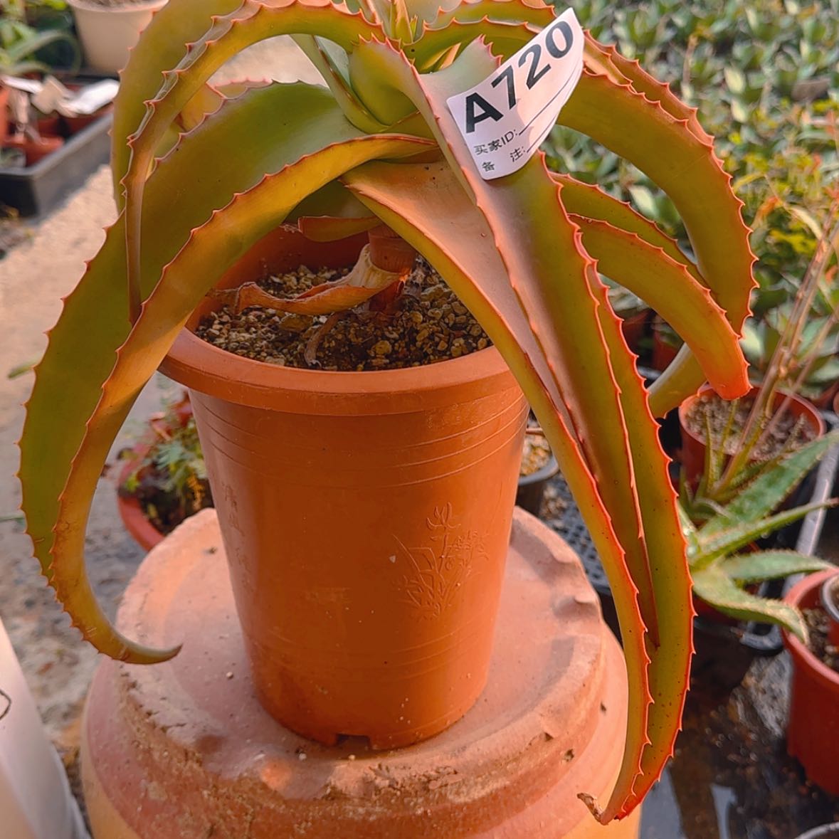 【闪购商品】Z**浩块根植物