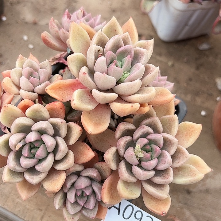 幸运的是我的朋友是你