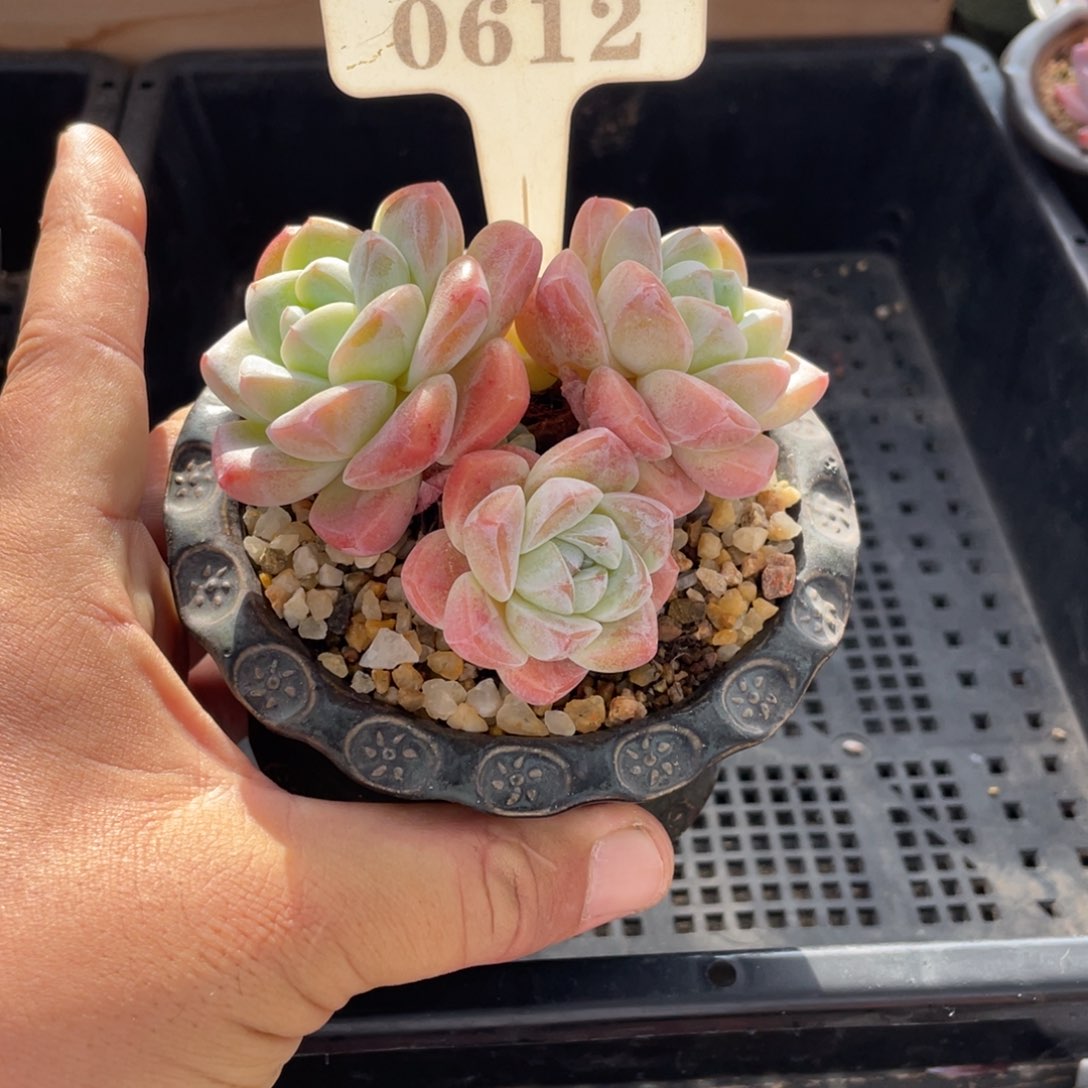 0612冰玉不带盆9厘米