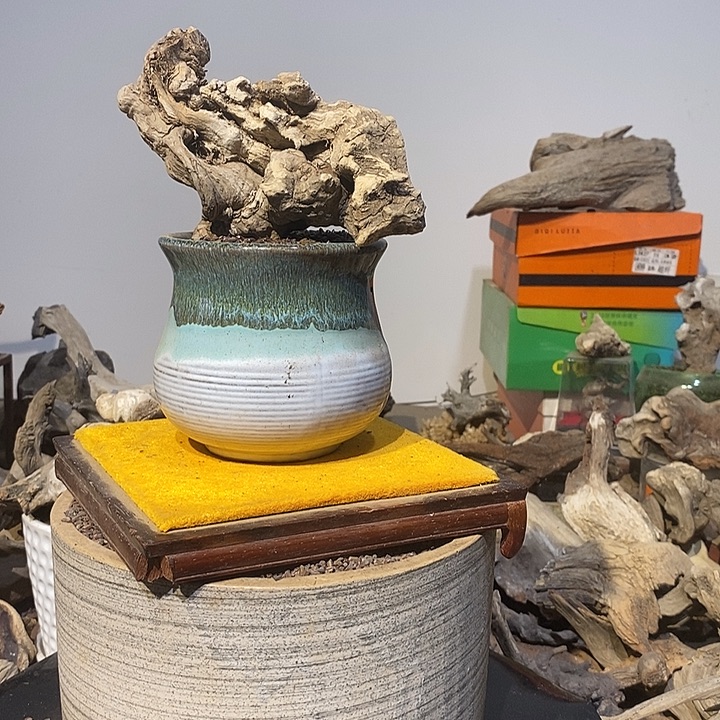 用***1太行崖柏，欢迎来到