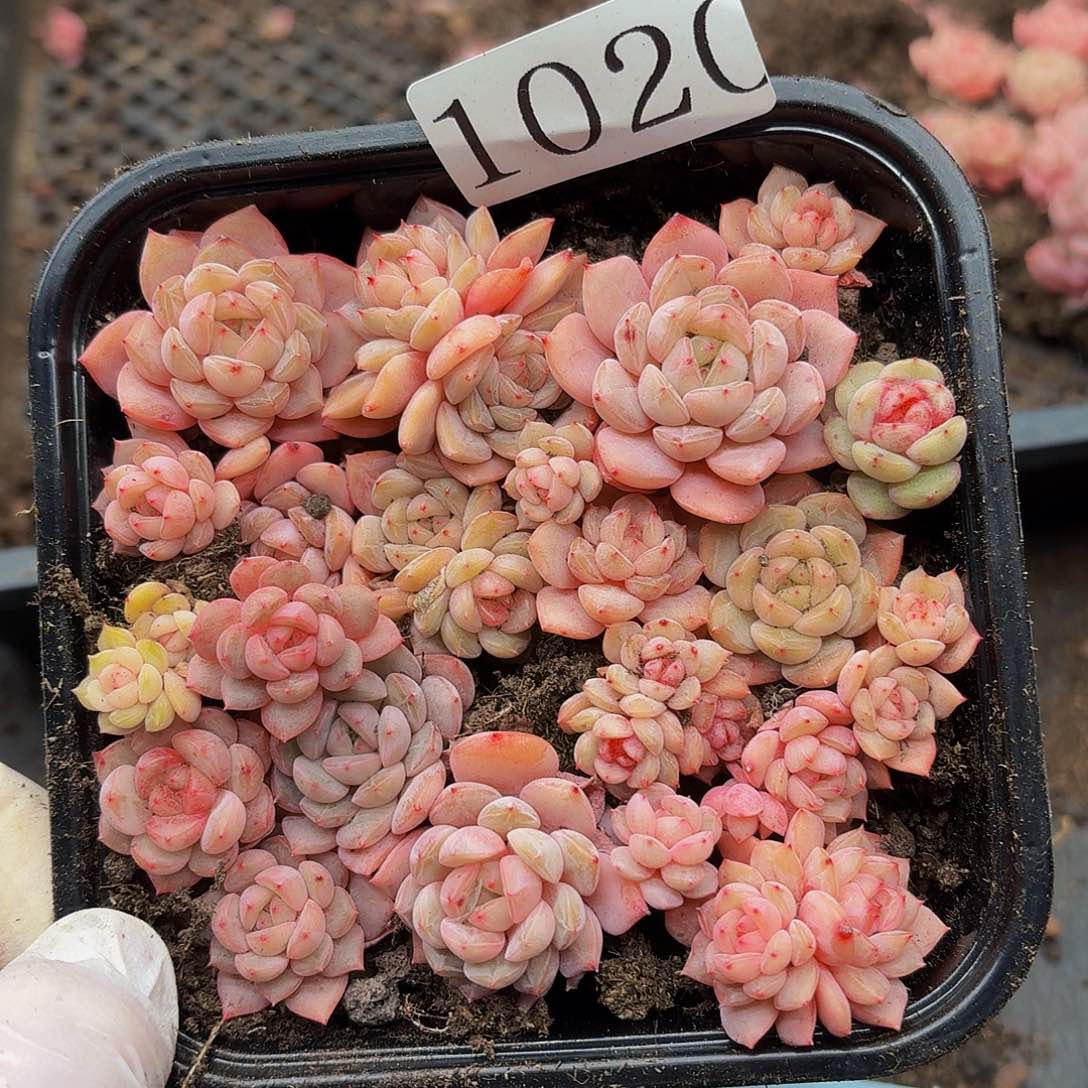 多肉植物多肉植物1020