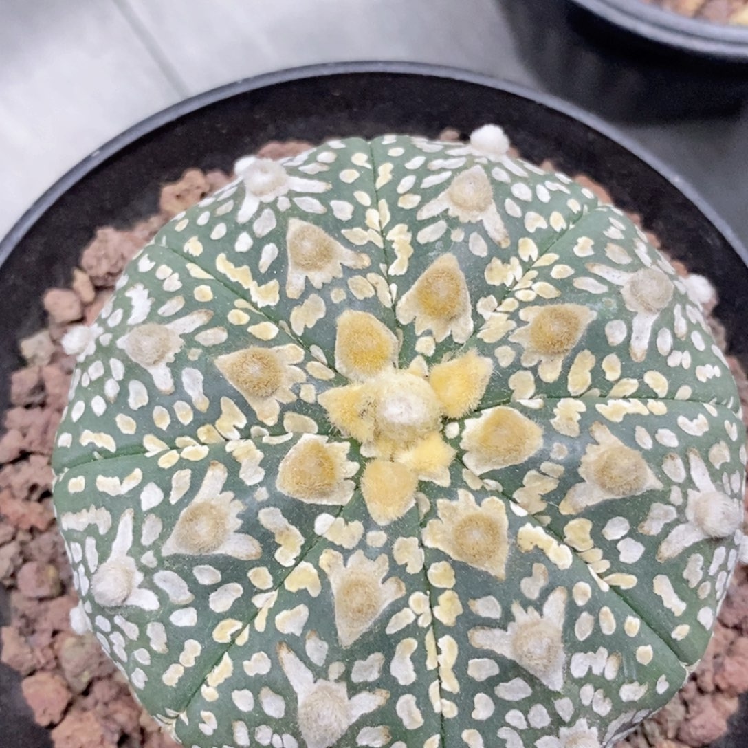 仙人球实生7.1厘米微兜