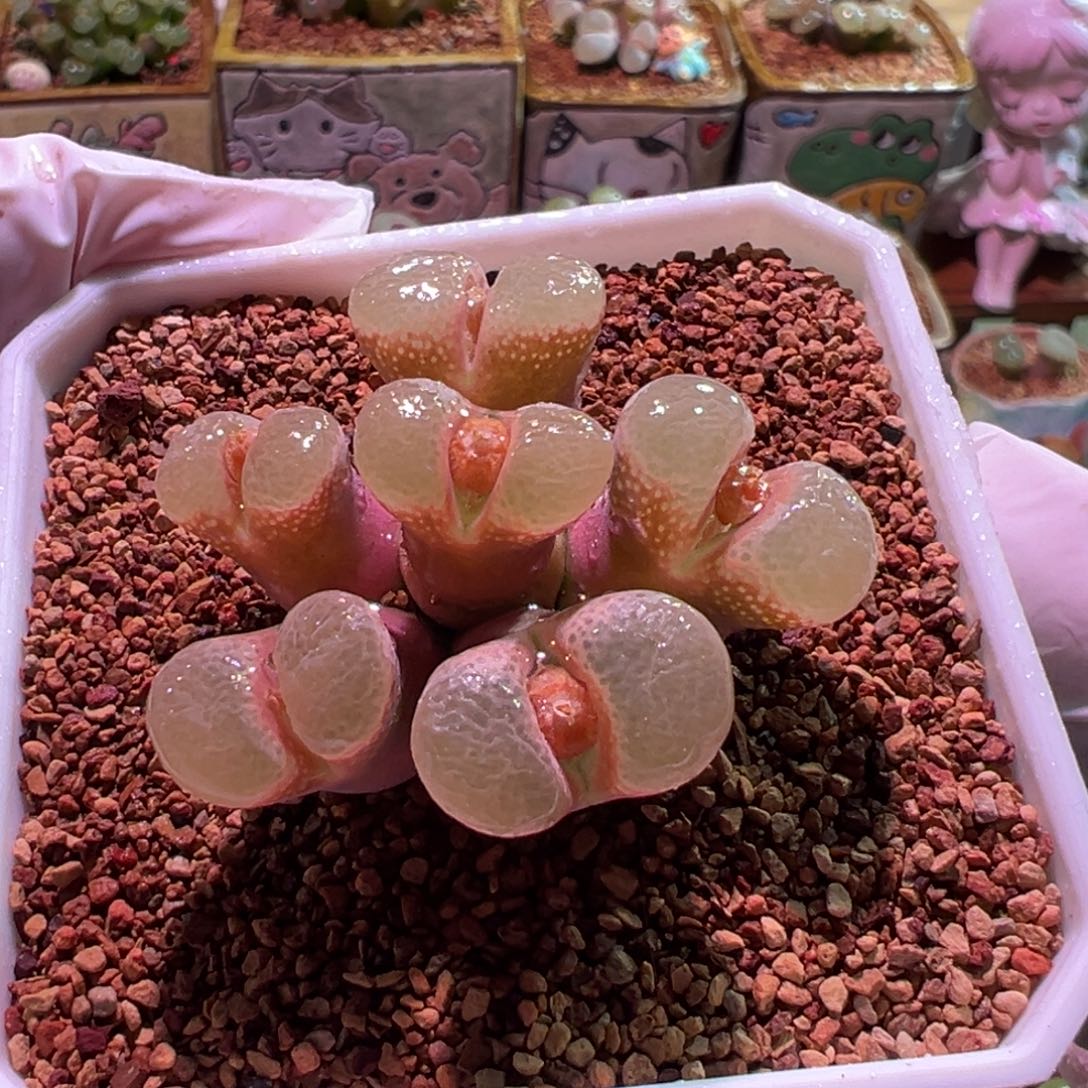 0354，帕法德，肉锥植物