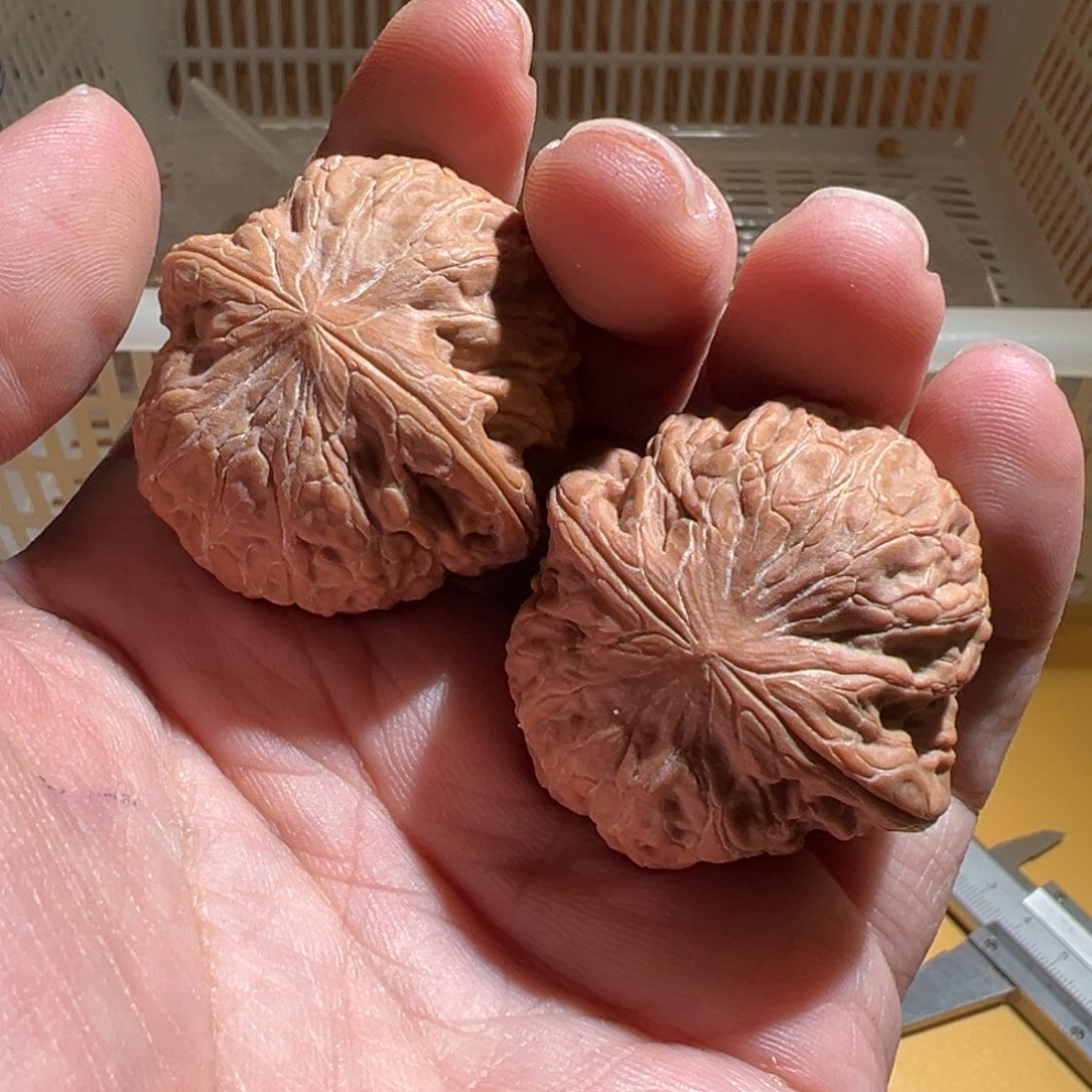 文玩核桃把件11212121212