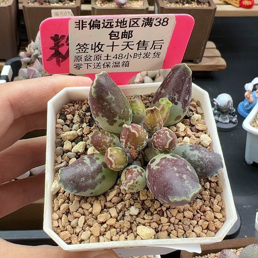540紫肌海豹二代多肉