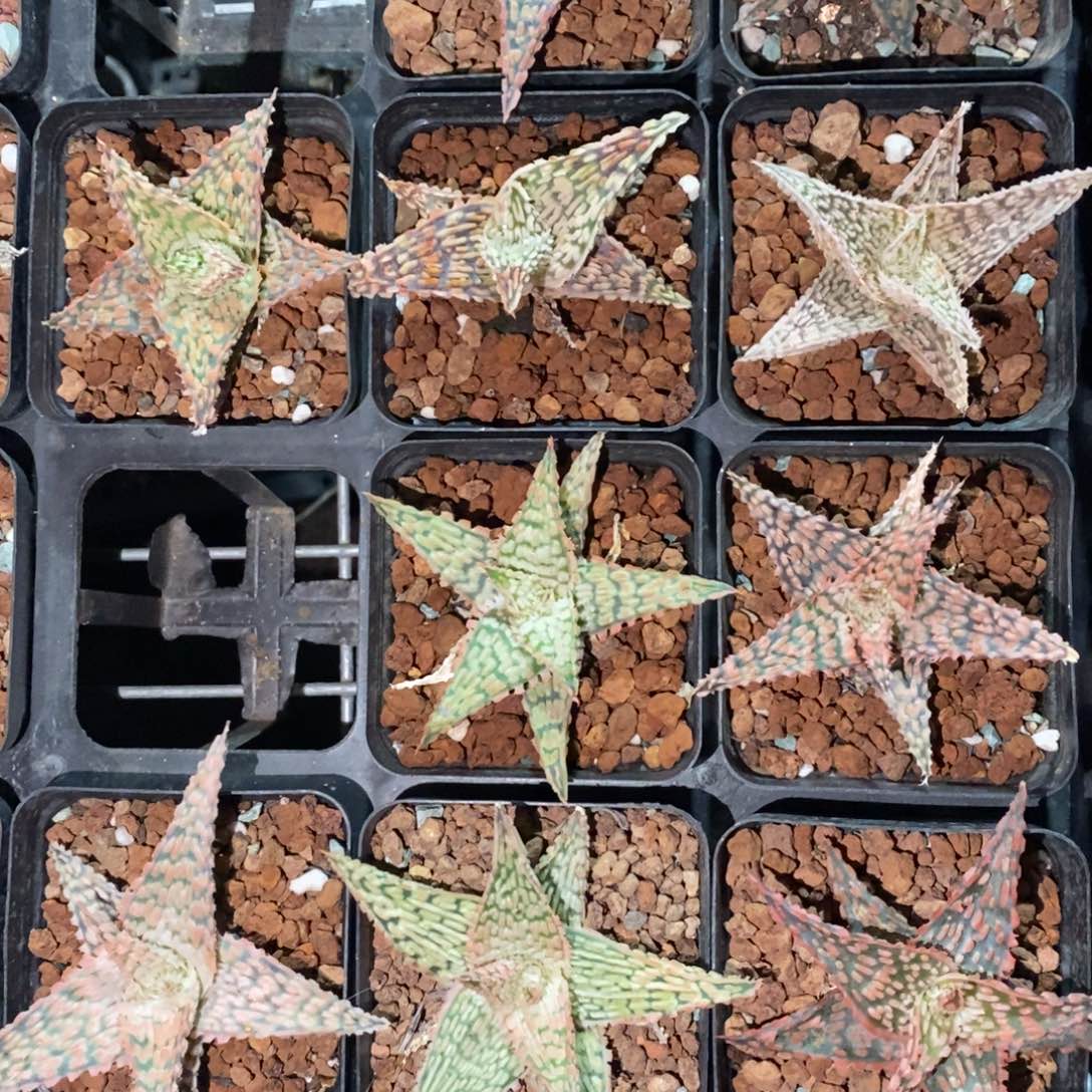 909 一颗大圣诞芦荟