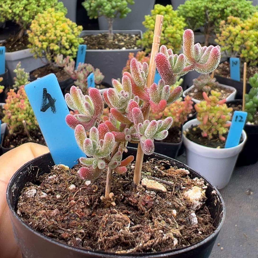 冰紫4号一物一拍