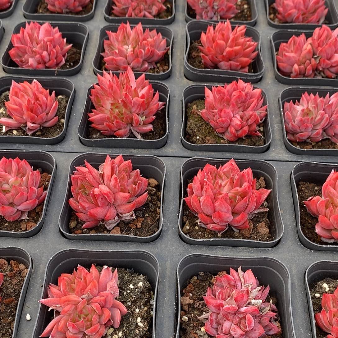 32，花歌，福利多多哦