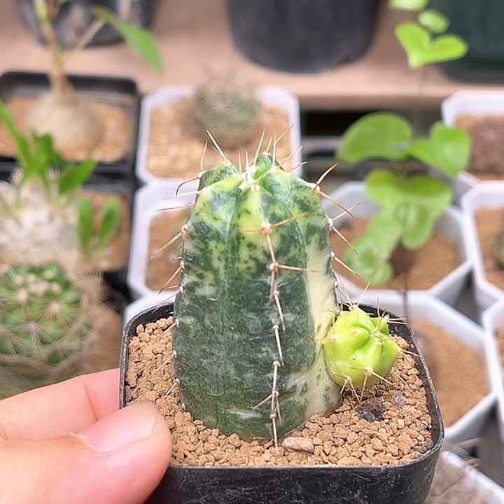 带崽宇宙殿锦一颗一颗