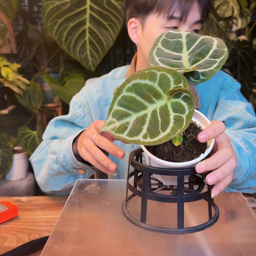 完全开放X149铜锣烧杂撕裂纹