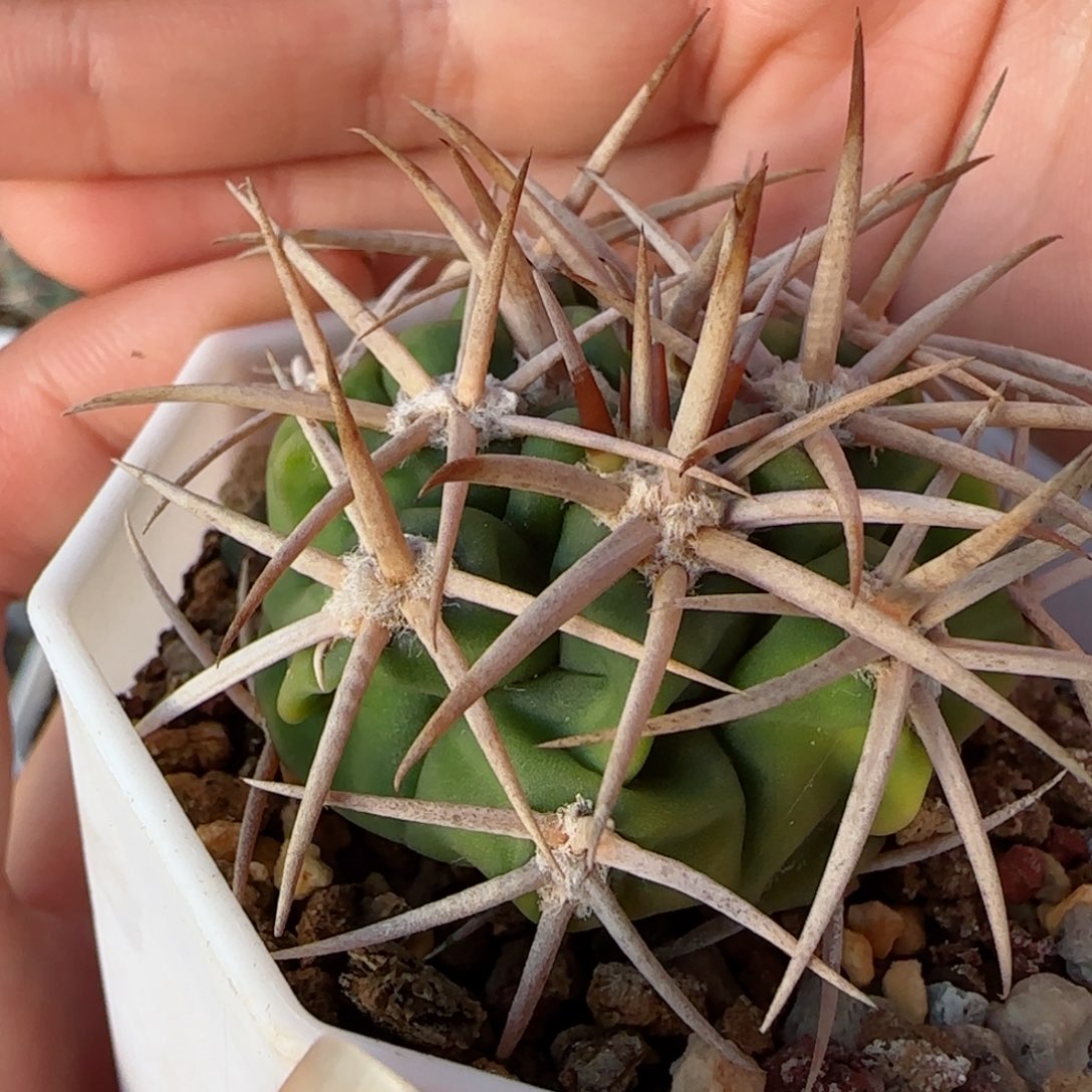 316实生碧岩玉多肉