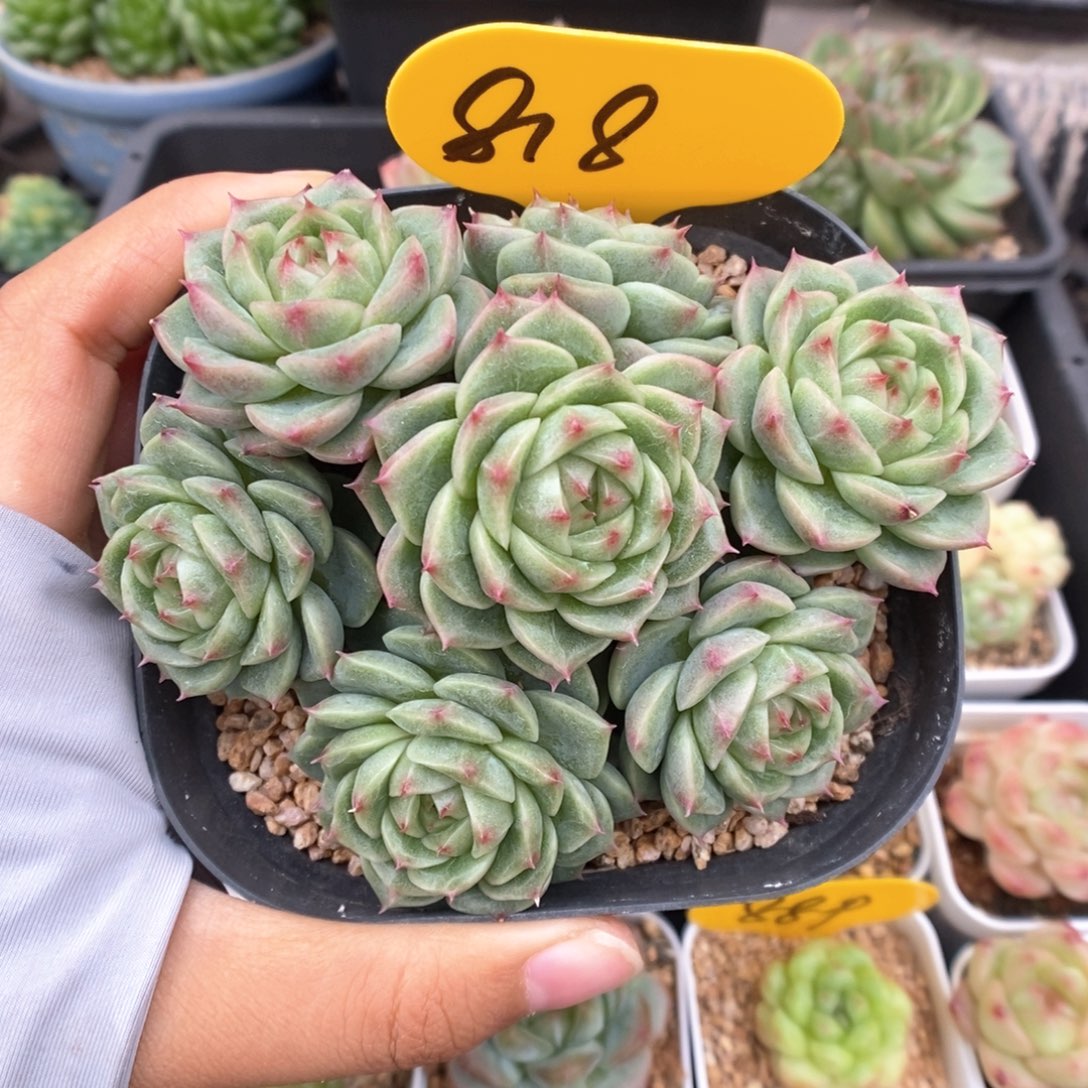 油透麦秆群生818号。    