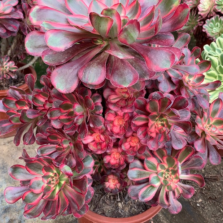 不包损338号丽娜老桩特价