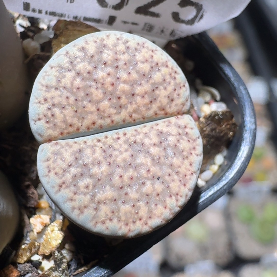 ZZZ精品清货价1625