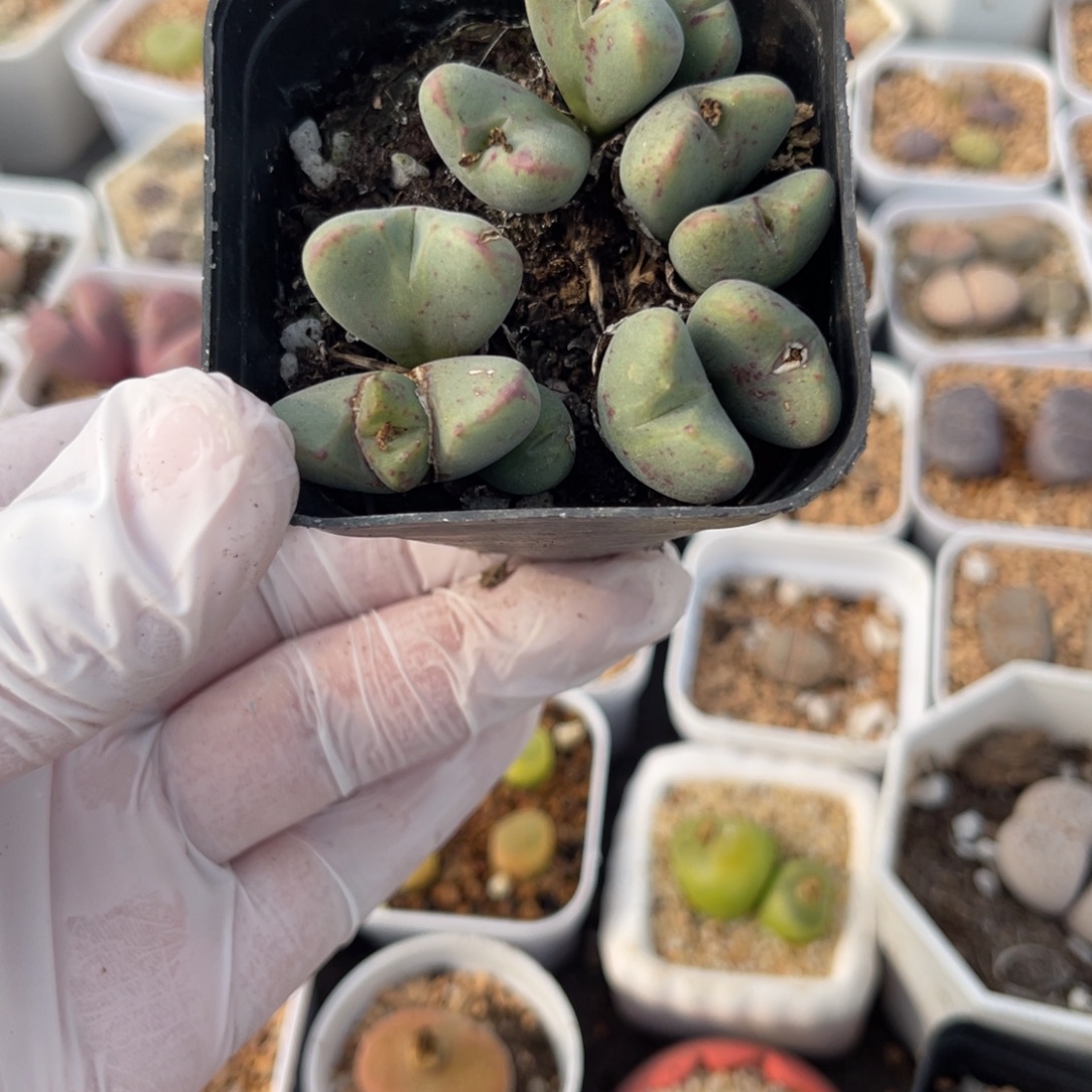 多肉植物一物一拍16