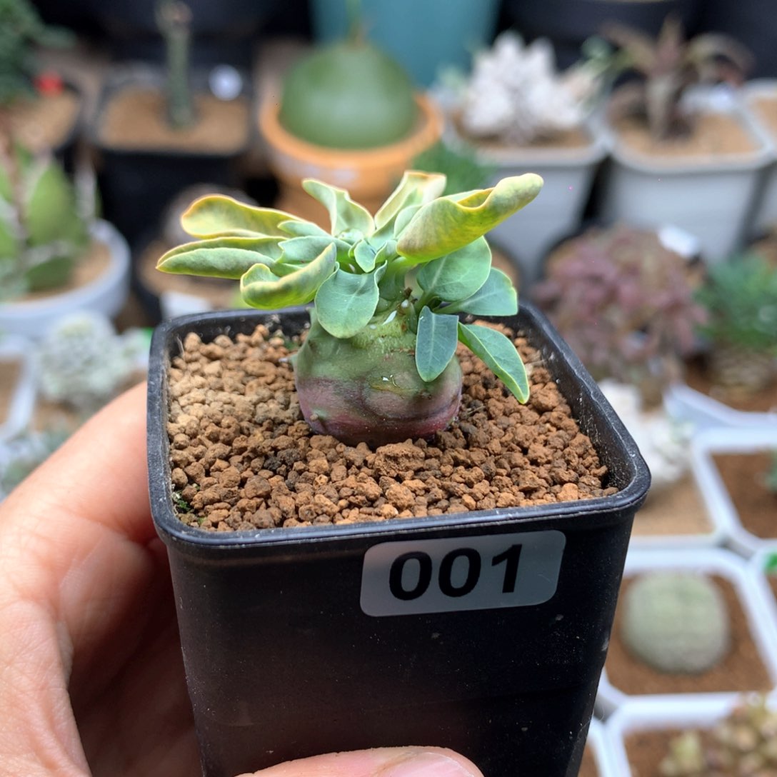 实生羊玉大戟多肉带盆