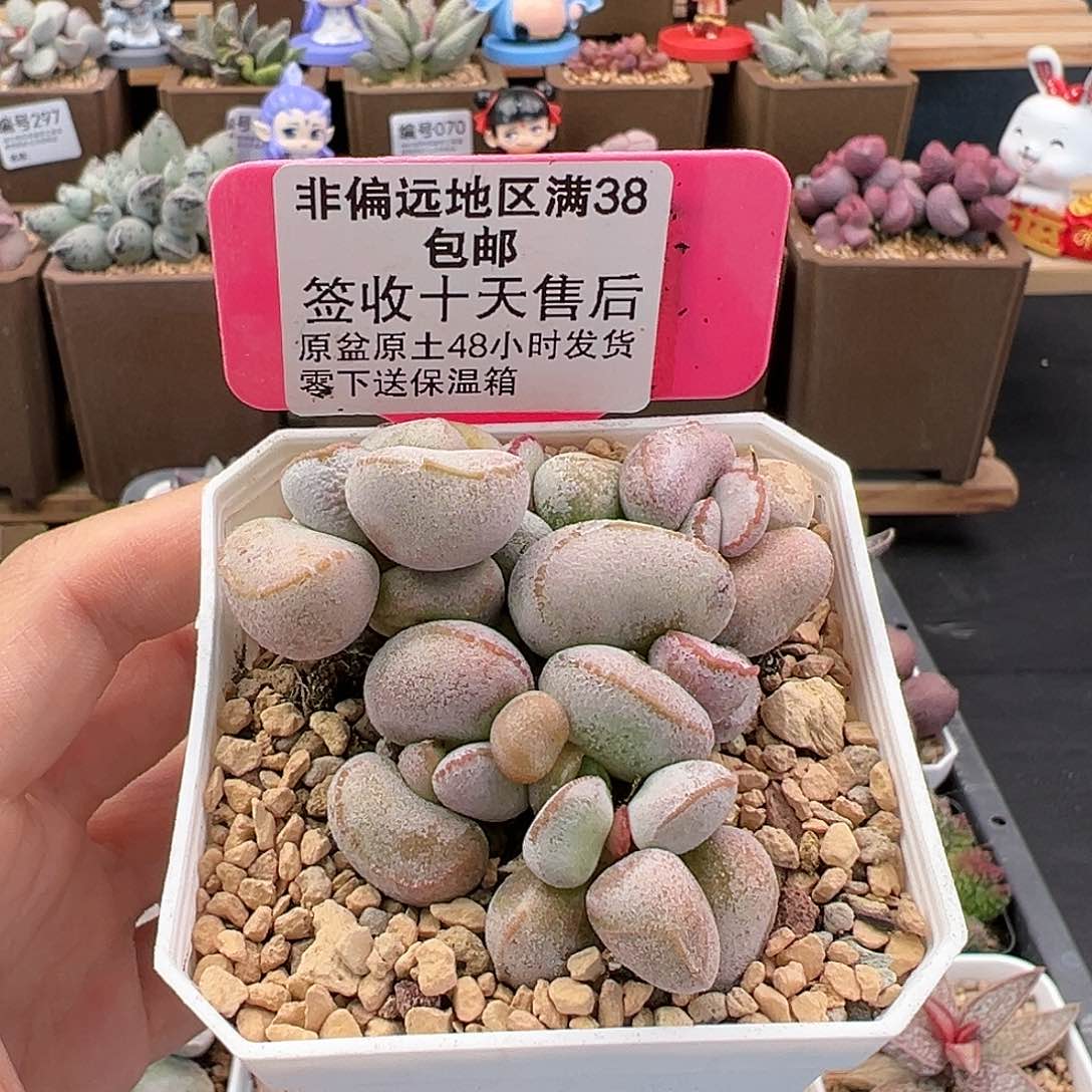 099硬叶白蛋多肉