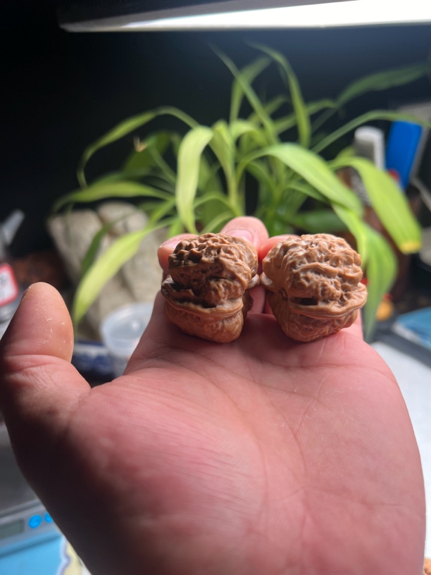 金蝉蛤蟆头文玩核桃