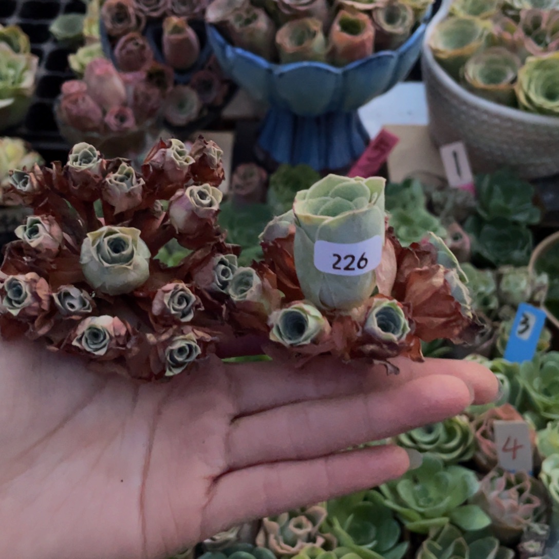 C***钕多肉植物山地玫瑰226两颗
