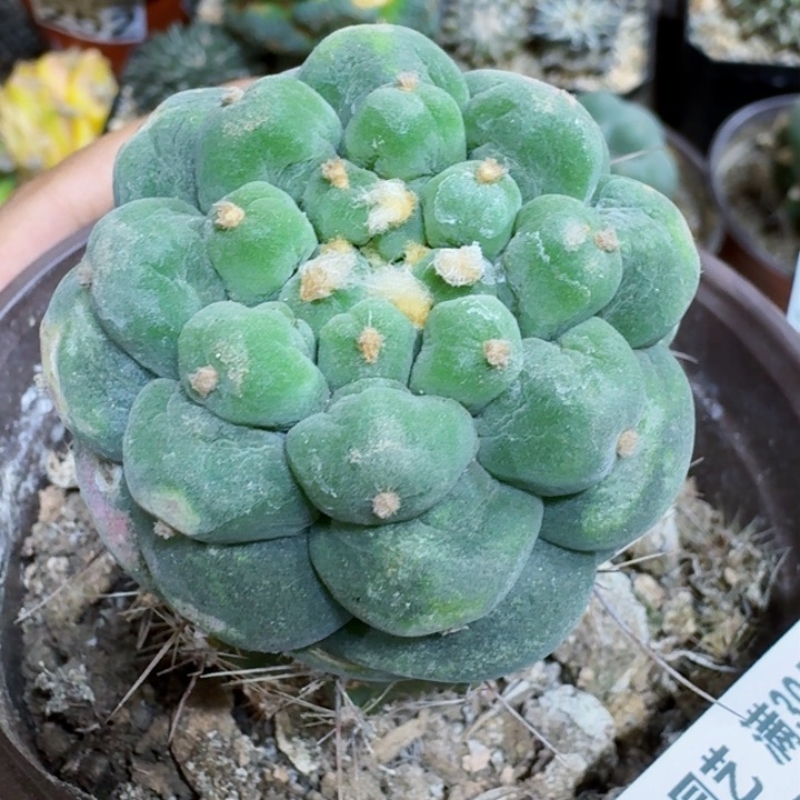 福利苗接大尤338