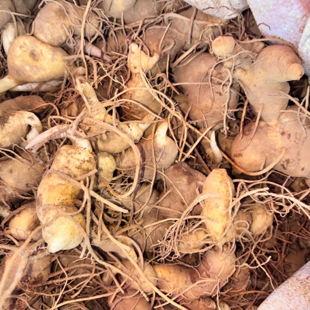 【边陲之乡】老品种姜