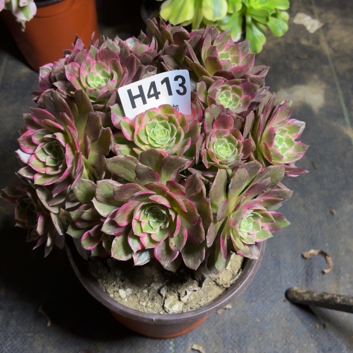 瑞妈，，，。，，，413万花筒，