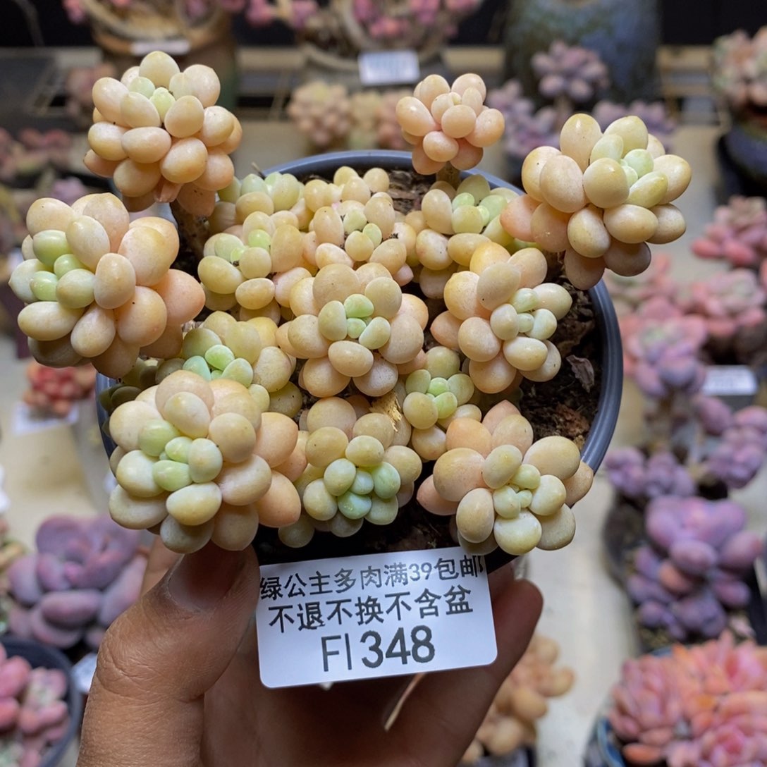 348鱼子酱多肉7c m