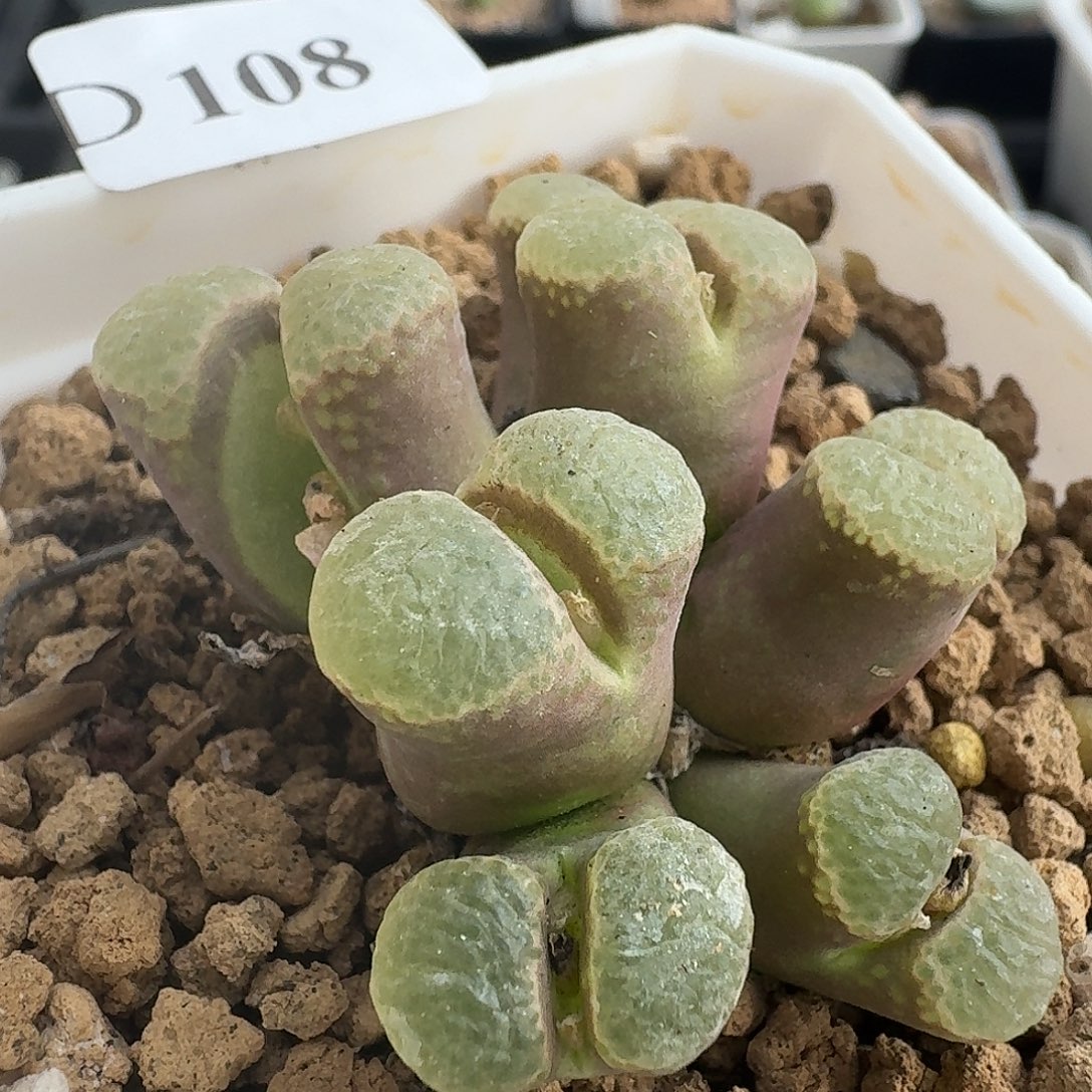 108星辰7头群生风铃玉