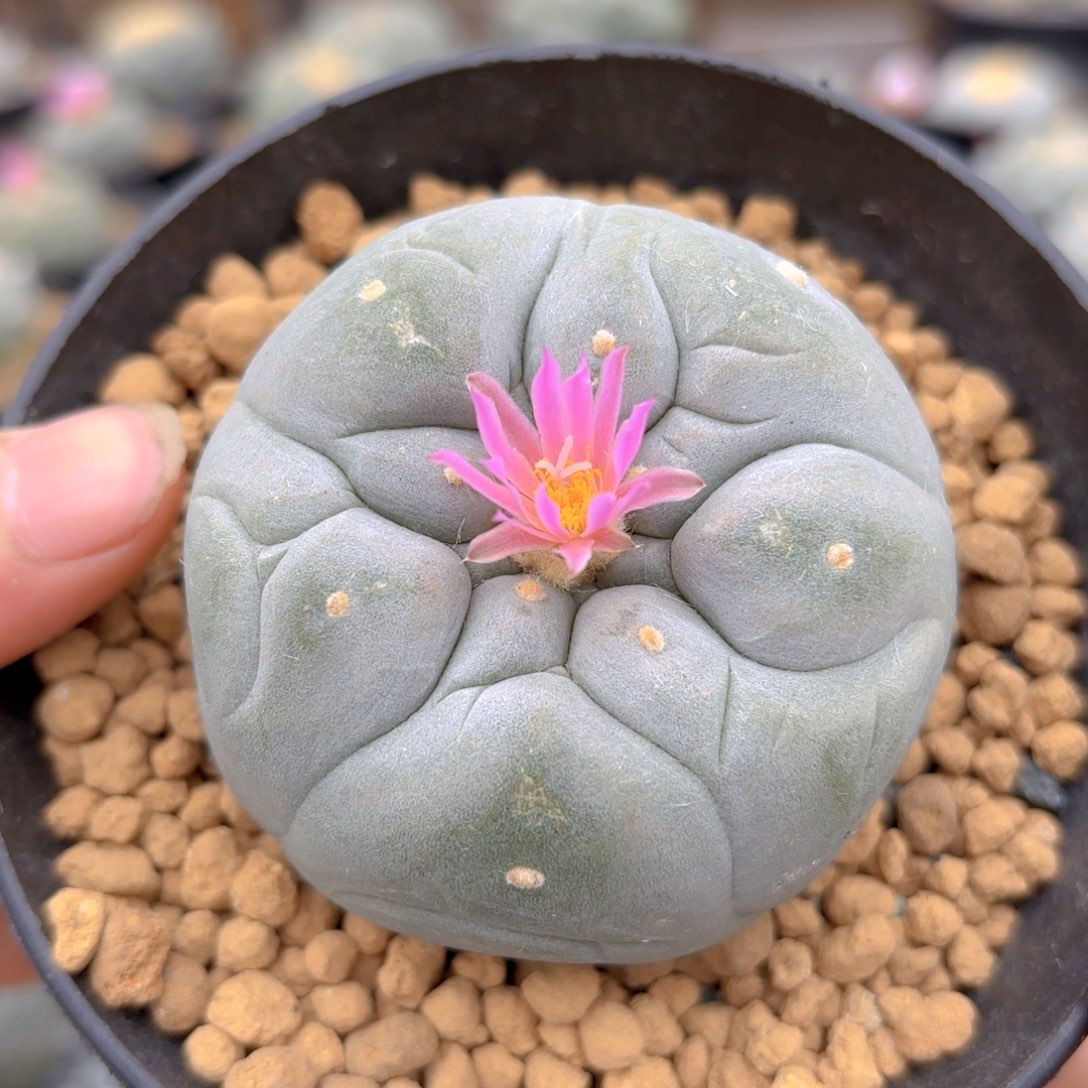 G g g g g g g g g g g 3