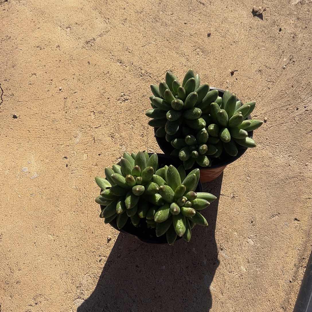 千代田之松多头造型