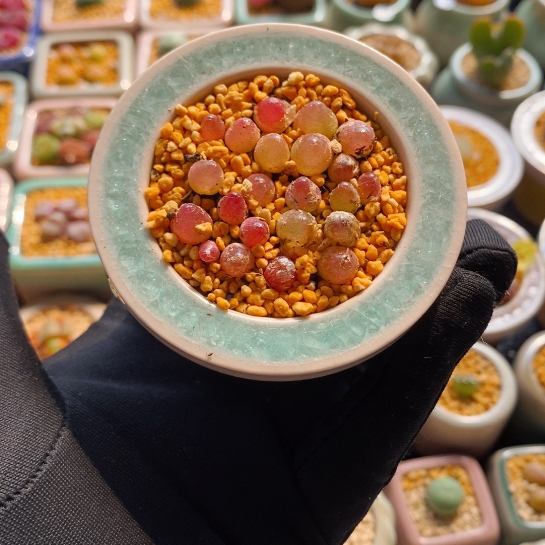 7483--一物一拍 带盆 