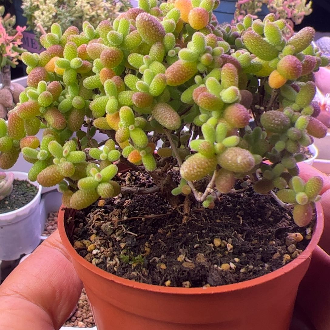 多肉植物枝干金桔