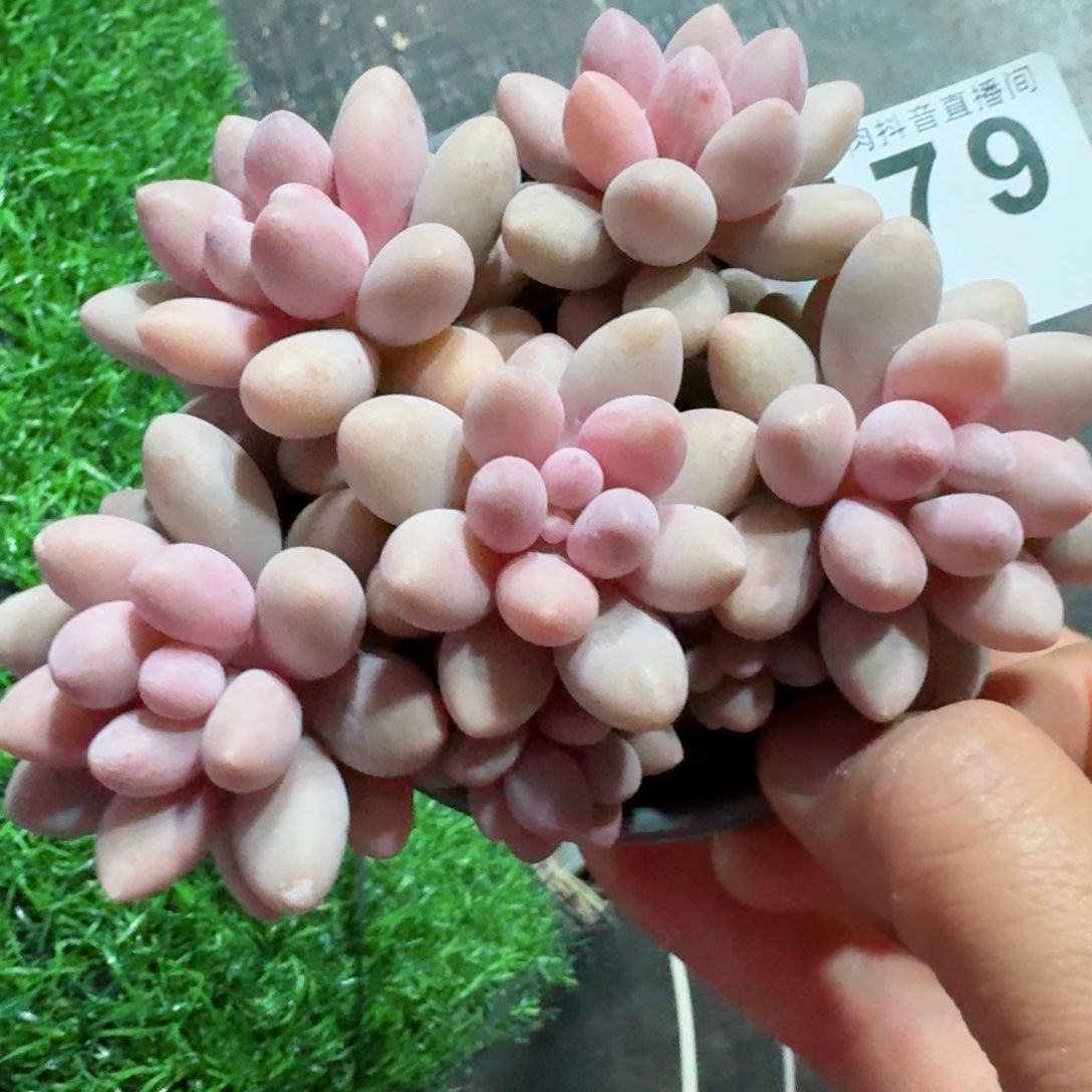 粉色恋人群生         精品多肉