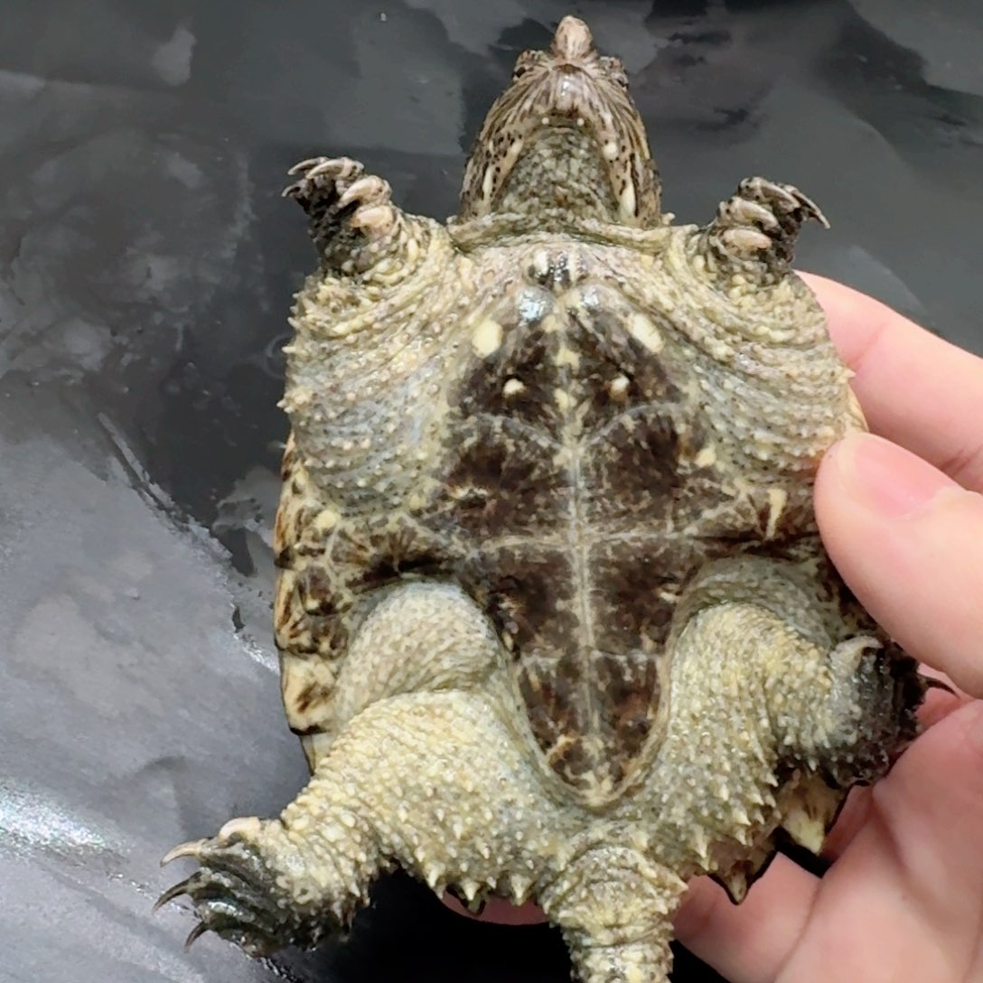 宠物龟不分公母111