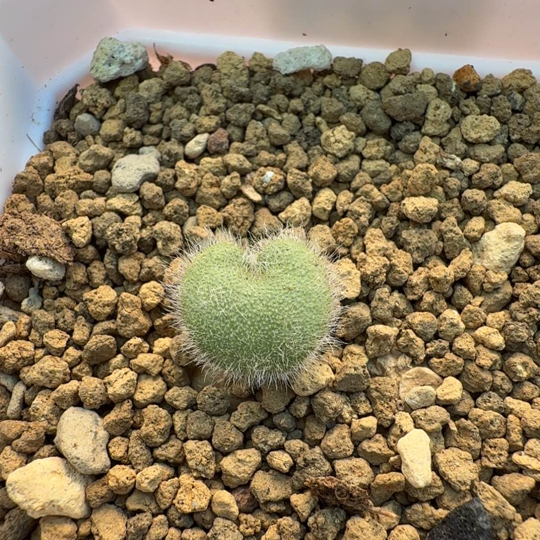 全毛爱心999 仙人掌