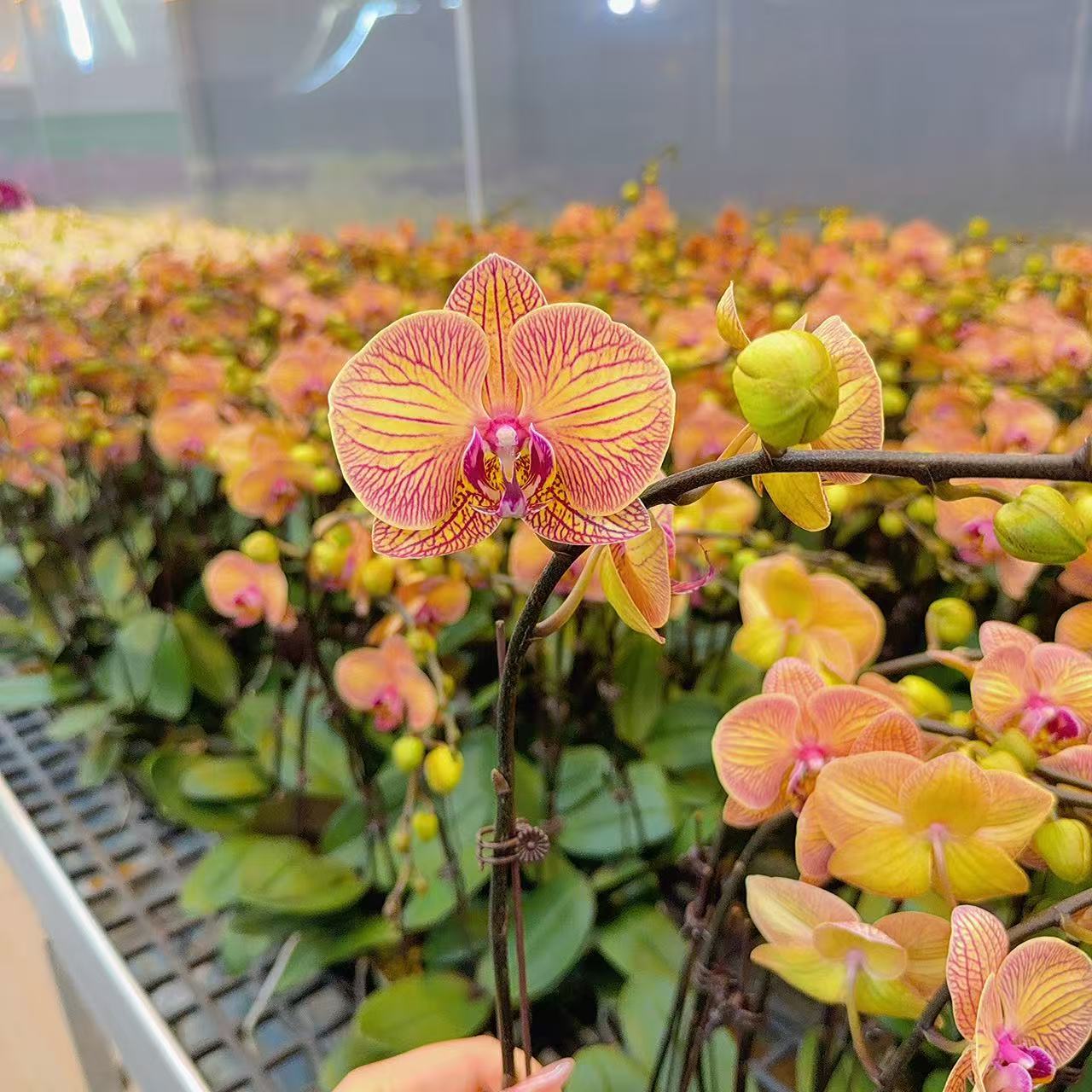 精选蝴蝶兰【小安童】橙黄色系带条纹 室内绿植长花期 基地直发