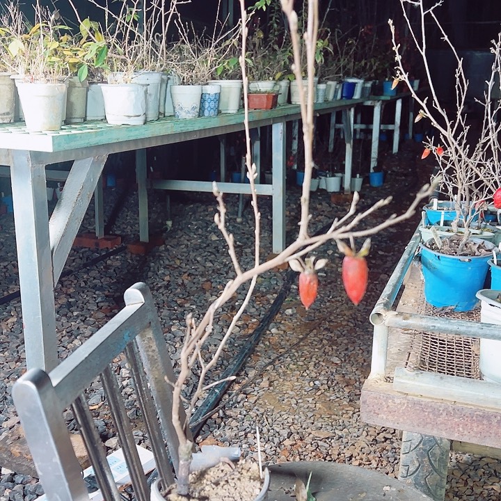 江***子无花朵哈哈哈哈哈哈哈