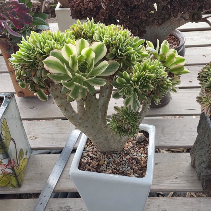 多肉植物的生长发育