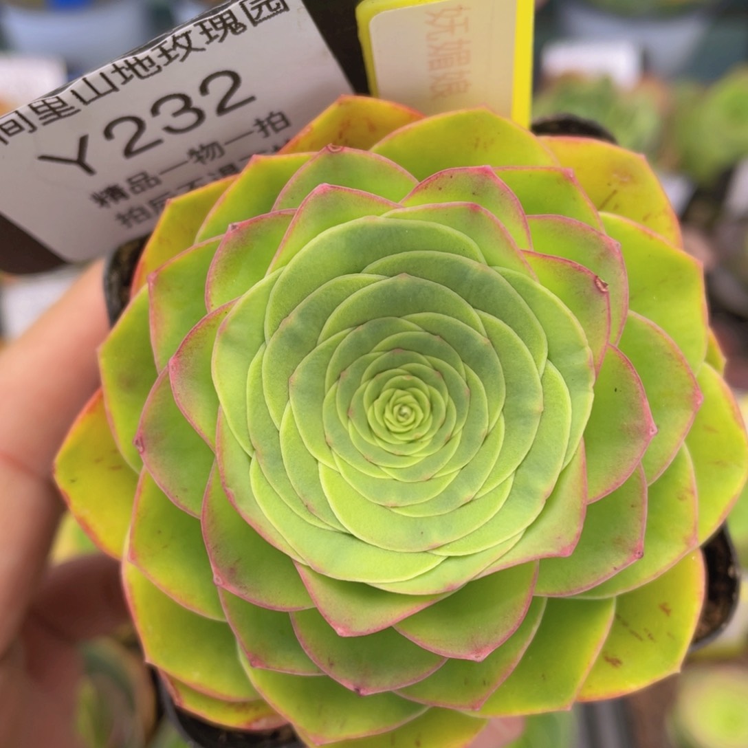 妩媚娘232一物一拍