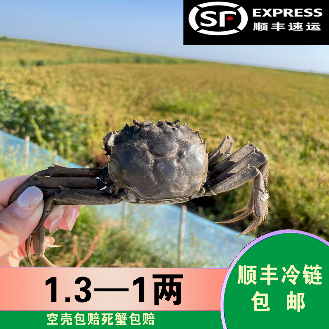 【吃个够】盘锦稻田蟹(1-1.3两)母蟹5斤鲜活发货（42—48只）